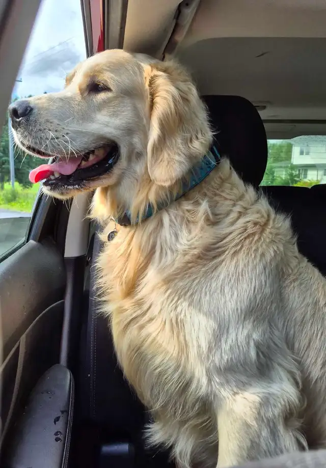 Adorables Chiots Golden Retriever in Dogs & Puppies for Rehoming in St-Georges-de-Beauce - Image 10