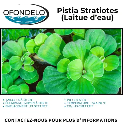 Pistia Stratiotes (Laitue d'eau), View more