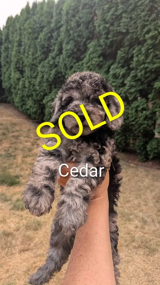 Mini Sheepadoodle Puppies in Dogs & Puppies for Rehoming in Vernon - Image 5