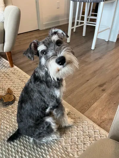 Miniature Schnauzer , View more