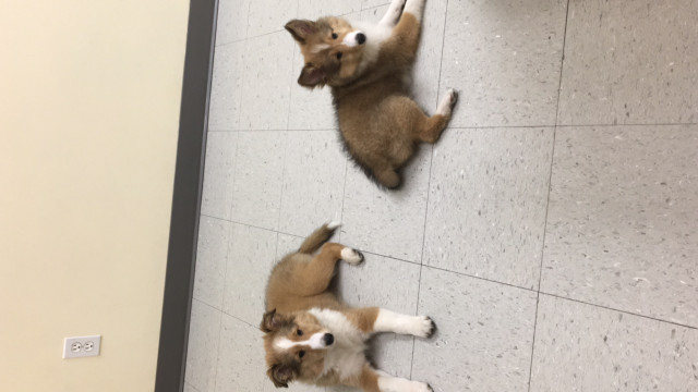 À vendre dans Chiens et chiots à adopter  à Laurentides - Image 4