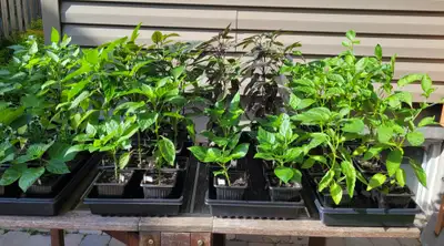 Plants de piments et de poivrons, View more