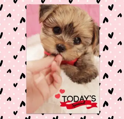 ❤️❤️❤️ TEDDY BEAR MORKIE BABIES READY TODAY ❤️❤️❤️, View more