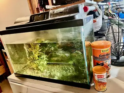 Fish, Fish Tank and Food $80, View more