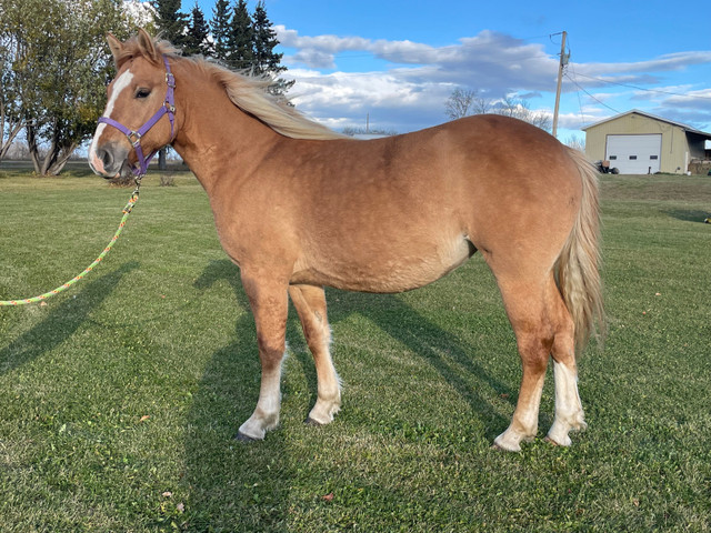 Red dun draft cross mare  in Horses & Ponies for Rehoming in St. Albert