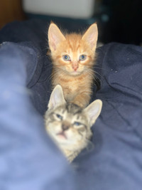 Orange kitten 