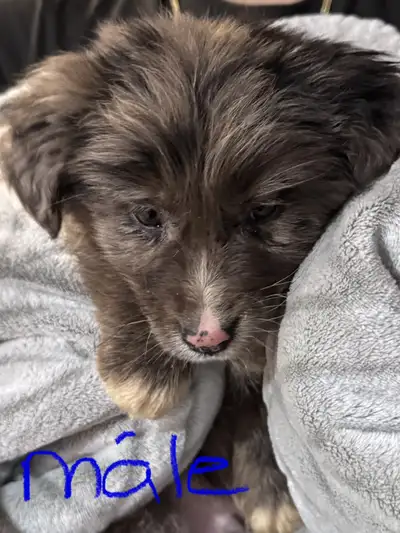 chiot golden x berger australien, View more