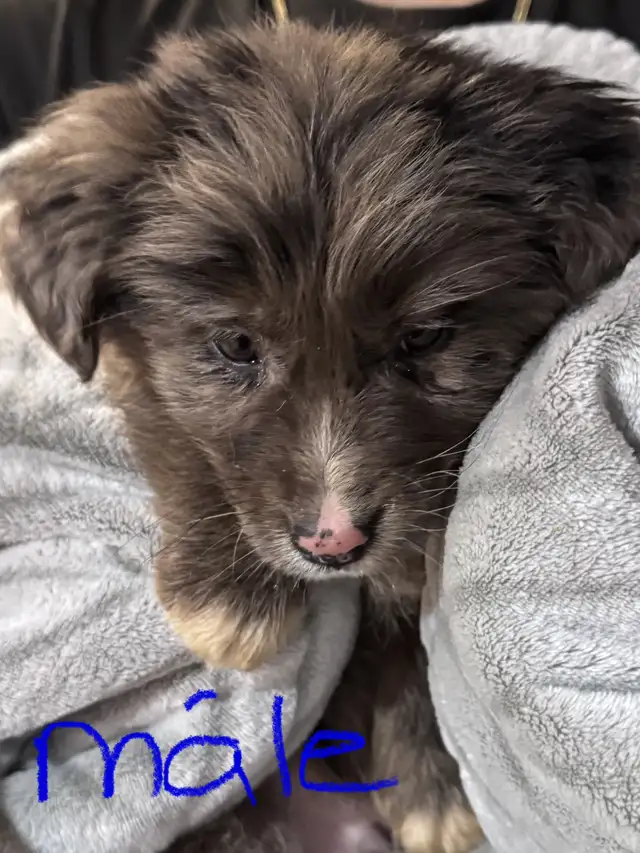 chiot golden x berger australien in Dogs & Puppies for Rehoming in Drummondville - Image 2