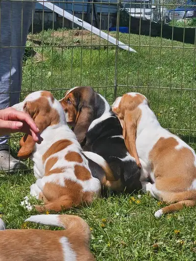 CKC Registered Purebred Basset Hounds, View more