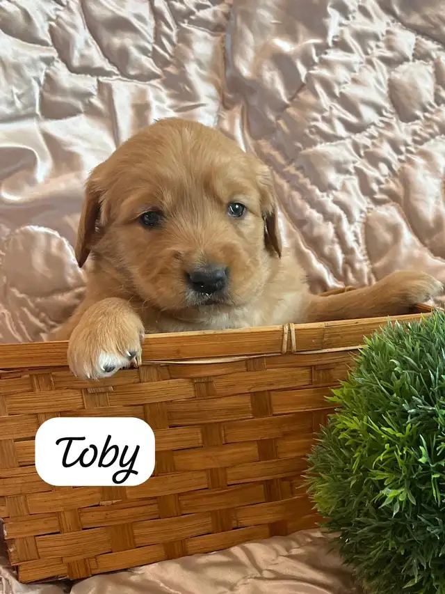 Golden Retriever - Pure bred in Dogs & Puppies for Rehoming in Kitchener / Waterloo - Image 6
