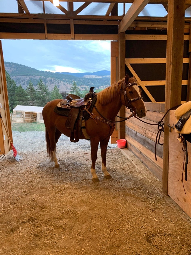 SAFE TRAIL HORSE Horses & Ponies for Rehoming Kamloops Kijiji