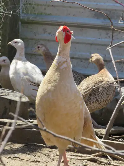 Rare Ringnecked Pheasant Hatching Eggs, View more