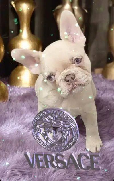 gorgeous French Bulldog puppies, isabella/merle/fluffy/blue eyes, View more