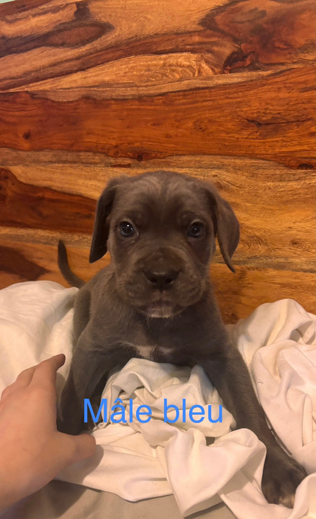 Cane Corso - Les Molosses du Nord dans Chiens et chiots à adopter  à Laurentides - Image 2