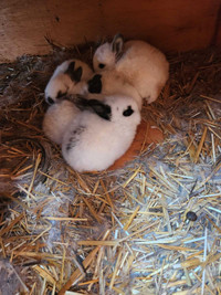 Baby rabbits