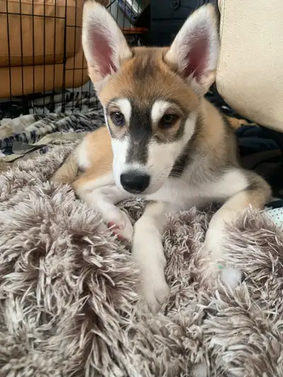 Ready for their new homes. 2 unique females left. These puppies have been given every best start in...