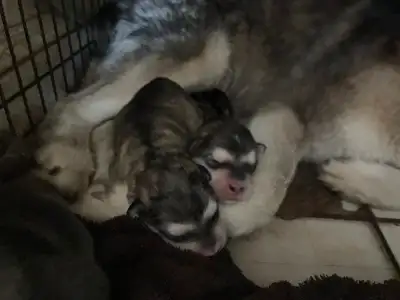 Alaskan Malamute cubs, View more
