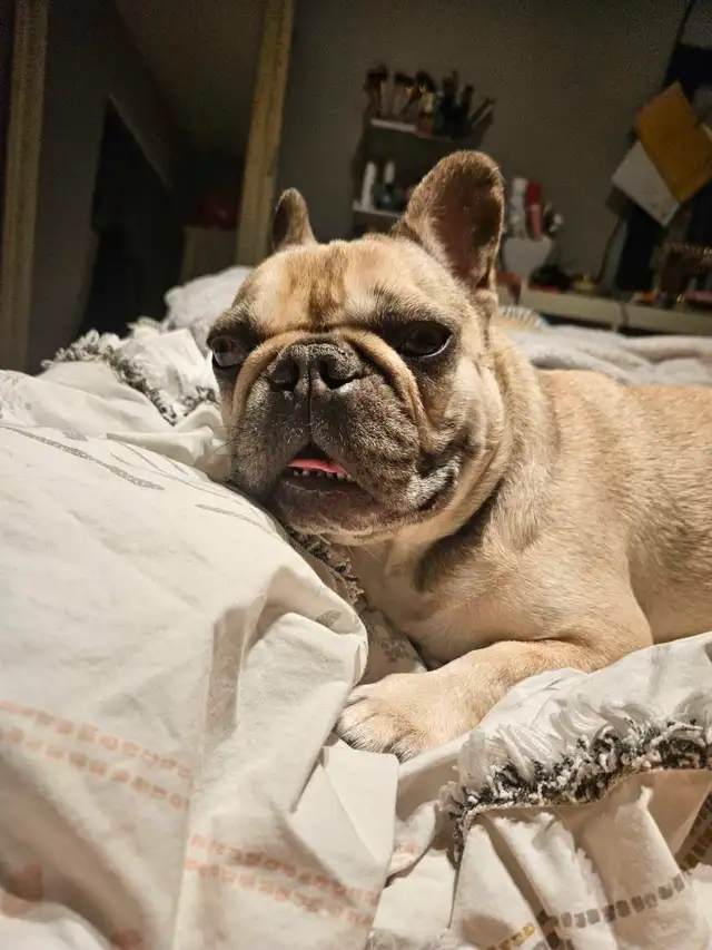 Reliable Babysitter – Kids & Fur Babies Welcome!    63013089860867123