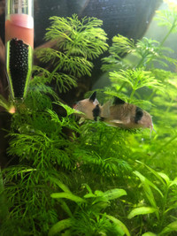 Aquarium plant clippings for sale