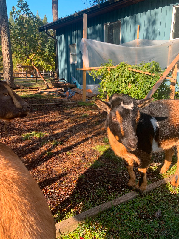 Selling my 2 year old-female Dwarf Goats! in Livestock in Parksville / Qualicum Beach - Image 4