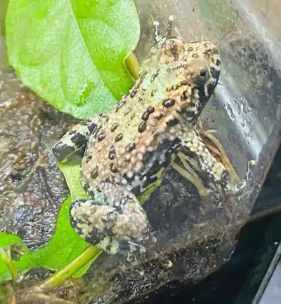 Amazing Fire Bellied Toad babies! Amazing active pets! , View more