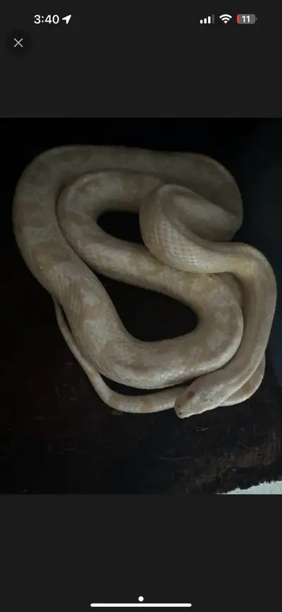 corn snow snake (m), View more