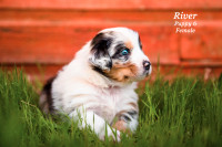 Adorable CKC Registered Australian Shepherd Puppies