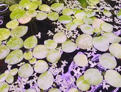 Frogbit plante flottante, View more