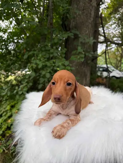 Lovely Smooth Coat Miniature Dachshund Puppies, View more