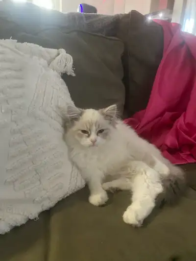 Female ragdoll kitten, View more