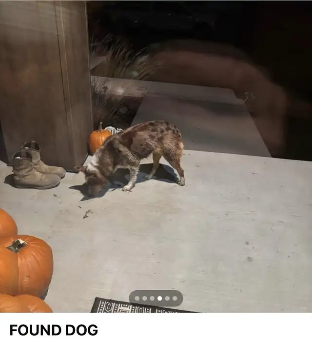 Lost  Sweet Baby(Doggy)!!!—Needs to Get Home in Lost & Found in Edmonton - Image 3