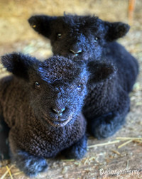 Babydoll ram lambs- spotted gene
