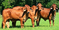 Red Brahman cattle for sell
