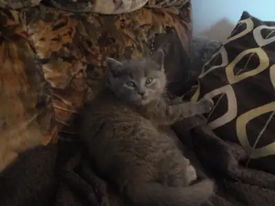 Chaton à donner, View more