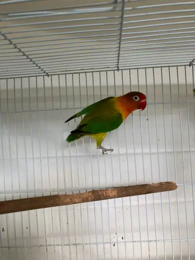 Euwing Fischer Lovebirds, View more