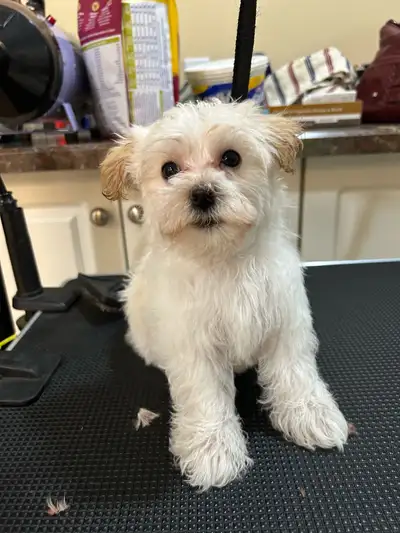 ❤️ Yorkie poo puppies, ❤️  Ready to go! ❤️, View more