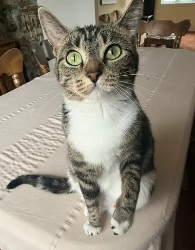 Friendly female cat for rehoming.