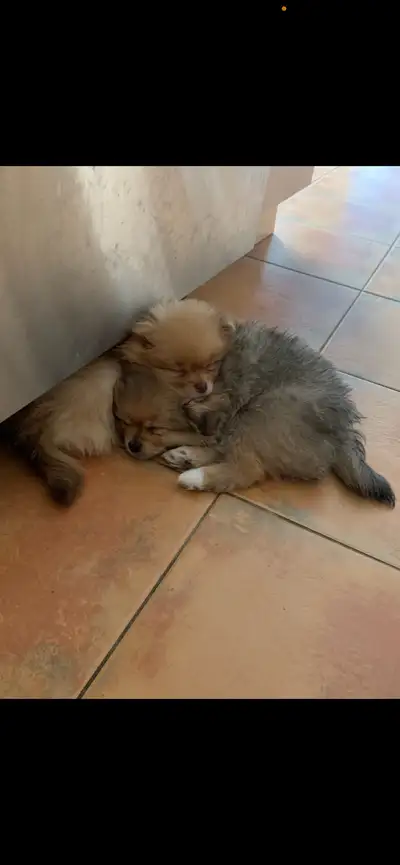 full Pomeranian, View more
