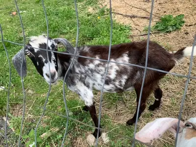 Goat doe for sale. 2-3 years old. We are downsizing due to field space. She had very healthy twins i...