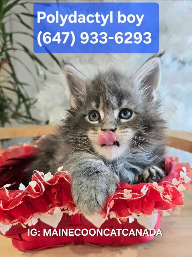 CHAMPION GIGANTIC MAINE COONS