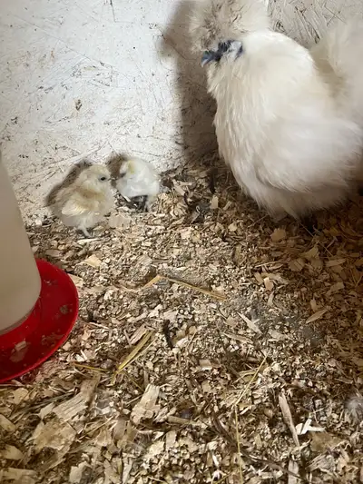 2 silkie  chicks, View more