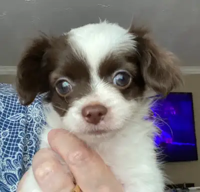 Chi-Poo puppies., View more