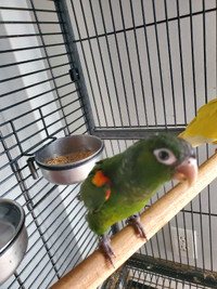 Young Breeder FIERY SHOULDER CONURE MALES