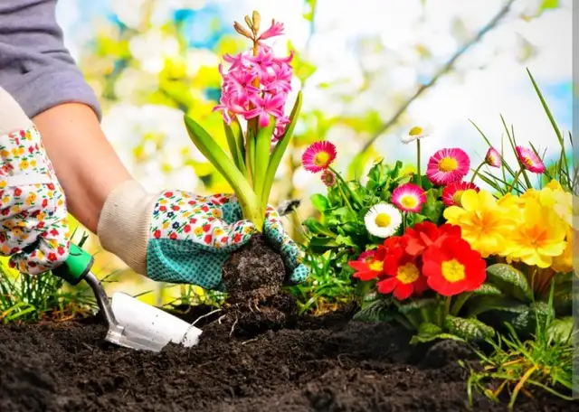 OUTDOOR YARDWORK HELP AVILIBLE CALL 647 858 3862 in Plants, Fertilizer & Soil in Mississauga / Peel Region - Image 3