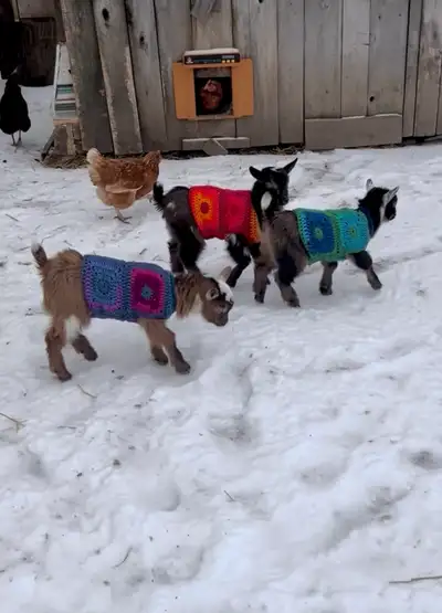 Nigerian Dwarf Doelings, View more