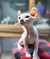 chatons sphynx et elfe Lanaudière Québec Preview