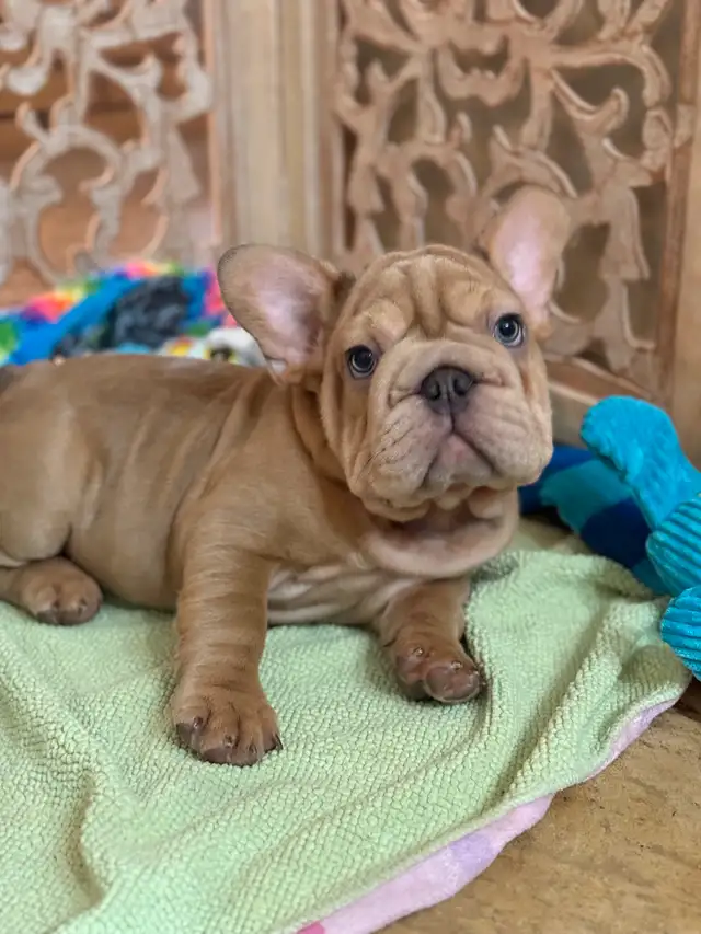All sold our waiting list for our next wrinkled litter open now in Dogs & Puppies for Rehoming in Strathcona County - Image 2