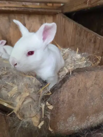 Pure Bred New Zealand Whites, View more