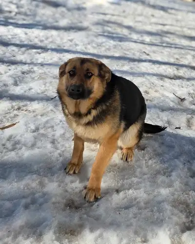 Female 8 month old German shepherd looking for a new home. No health issues. Good around kids. Locat...