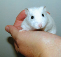 I’m LOOKING FOR an ALL WHITE Dwarf Hamster